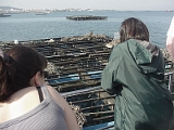 Oyster Fishing Area In Galicia